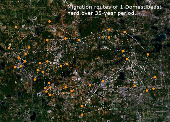 35-year migration route of Domestibeast